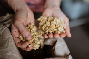 Projekt Pracownie_Dzikie Barwy_wywiad_fot_Radek Zawadzki